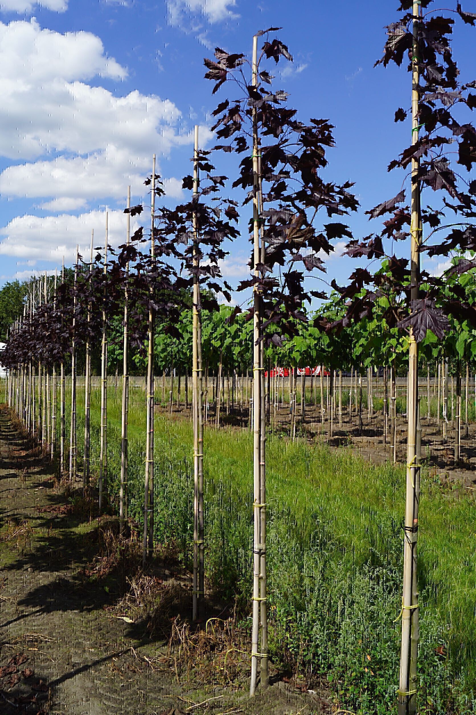 Acer platanoides 'Royal Red' (10-12) (2)